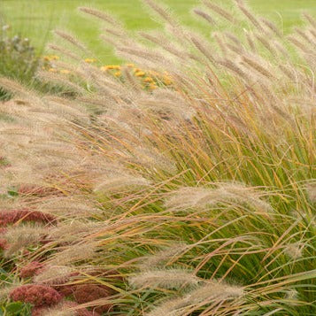Prairie Winds® 'Desert Plains' Fountain Grass (Pennisetum)