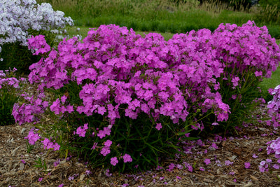 'Opening Act Ultrapink' (Phlox)