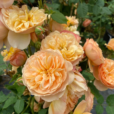 Flavorette™ Honey-Apricot Rose (Rosa)
