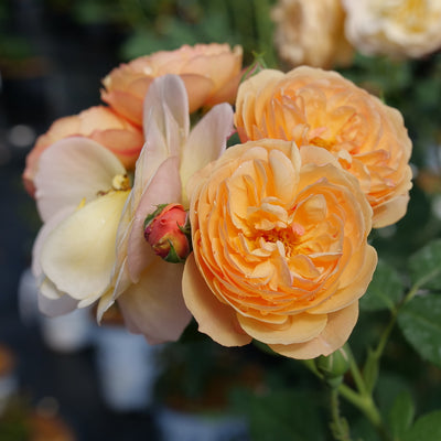 Flavorette™ Honey-Apricot Rose (Rosa) - New Proven Winners® Variety 2024