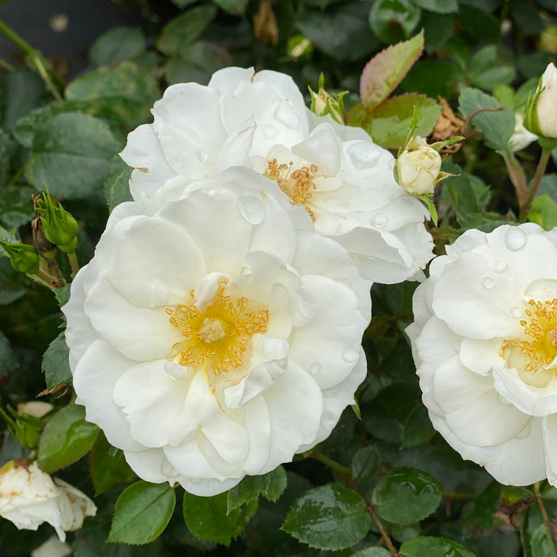 Oso Easy Ice Bay™ Rose (Rosa)- New Proven Winners® Variety 2024
