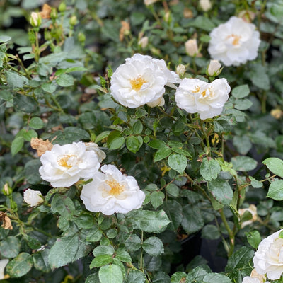 Oso Easy Ice Bay™ Rose (Rosa)- New Proven Winners® Variety 2024