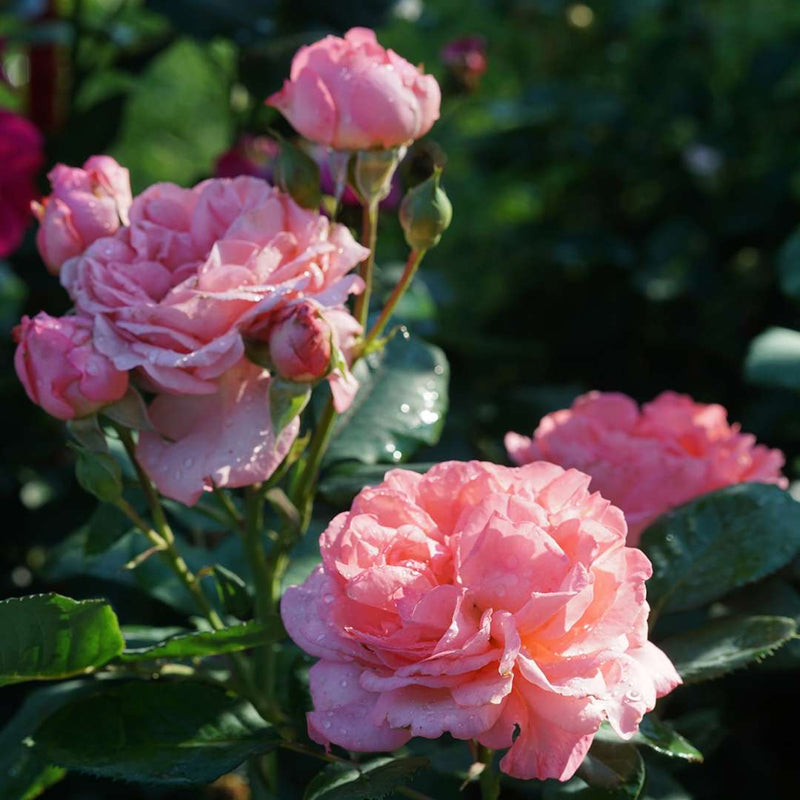 Reminiscent® Coral Rose (Rosa hybrid)