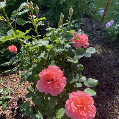 Reminiscent® Coral Rose (Rosa hybrid)