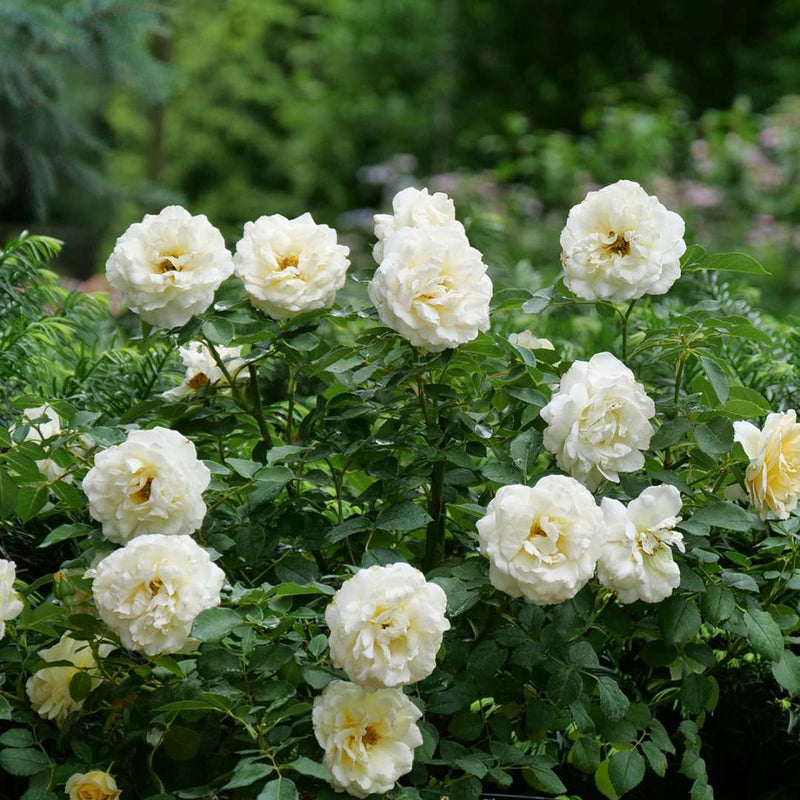 Buy Proven Winners® Reminiscent Creama Rose (Rosa) Online – Proven ...