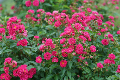 Oso Easy Peasy® Rose (Rosa) - Proven Winners® 2024 Rose of the Year