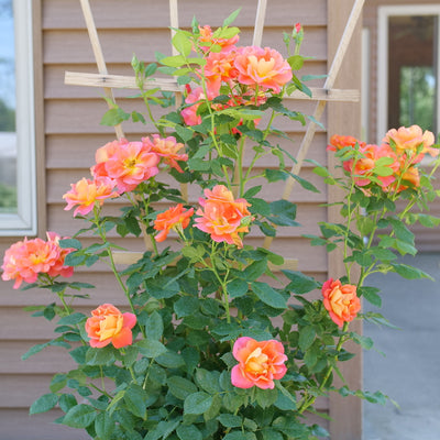 Rise Up Emberays™ Rose (Rosa)- New Proven Winners® Variety 2024