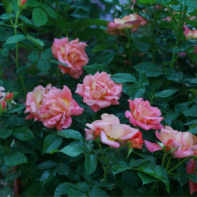 Rise Up Emberays™ Rose (Rosa)- New Proven Winners® Variety 2024