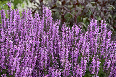 Color Spires® 'Back to the Fuchsia' (Salvia)