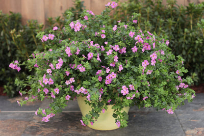 Snowstorm® Rose Bacopa (Sutera)