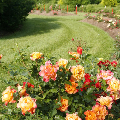 Suñorita® Landscape Rose (Rosa hybrid)