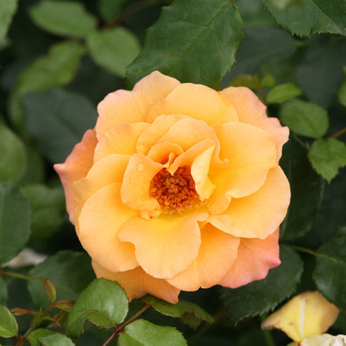Suñorita® Landscape Rose (Rosa hybrid)