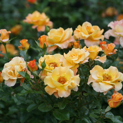 Suñorita® Landscape Rose (Rosa)