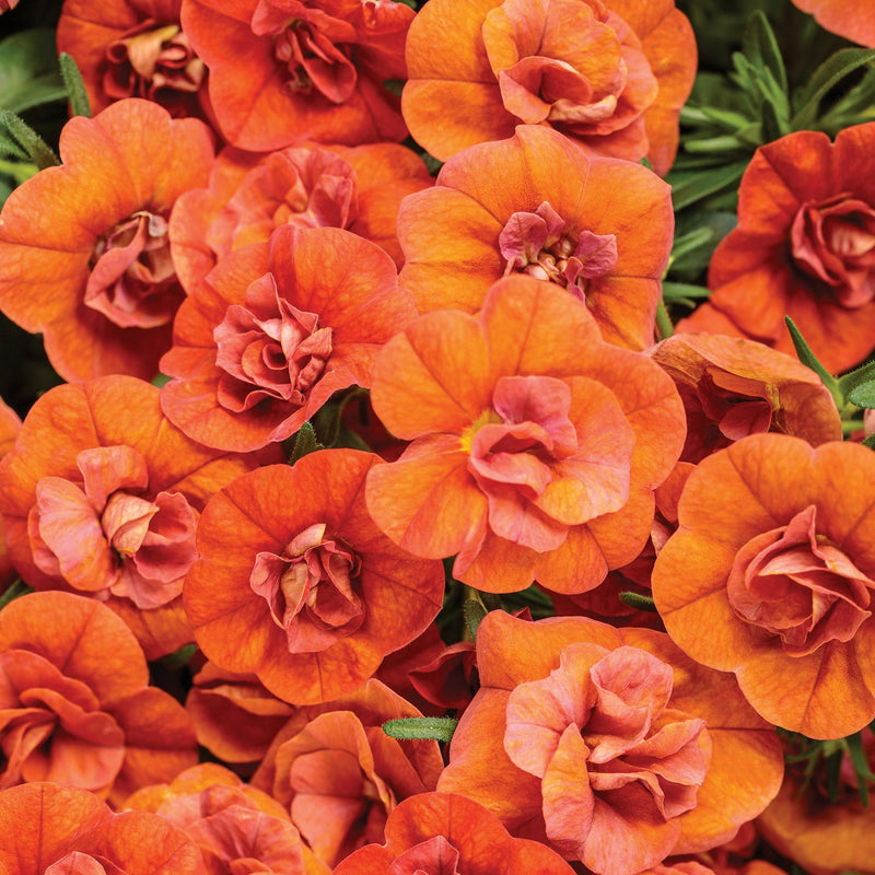 Proven Winners® Annual Plants|Calibrachoa - Superbells Double Orange 1