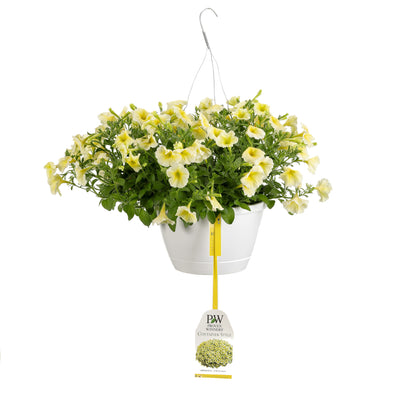 Patio Plants|Petunia - Supertunia Limoncello Mono Hanging Basket 1