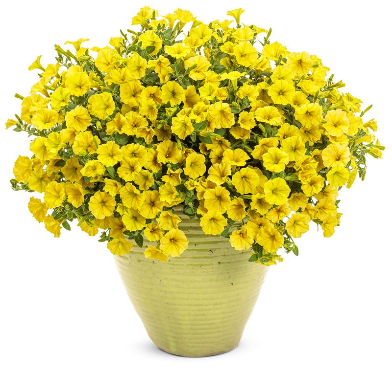 Supertunia Mini Vista® Yellow Mono Hanging Basket (Petunia)