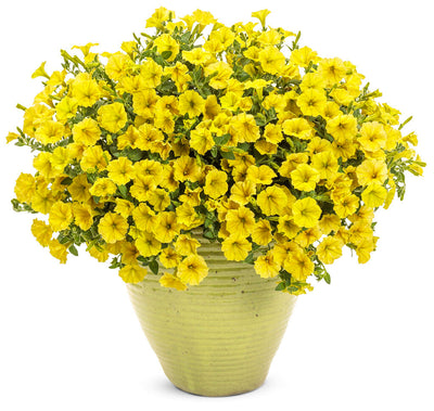 Supertunia Mini Vista® Yellow (Petunia) - New Proven Winners® Variety 2023
