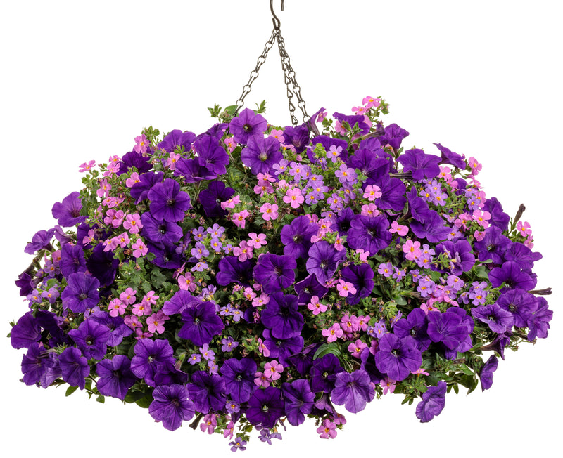 Proven Winners® Annual Plants|Sutera - Snowstorm Rose Bacopa 2