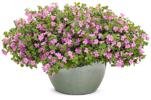 Proven Winners® Annual Plants|Sutera - Snowstorm Rose Bacopa 3