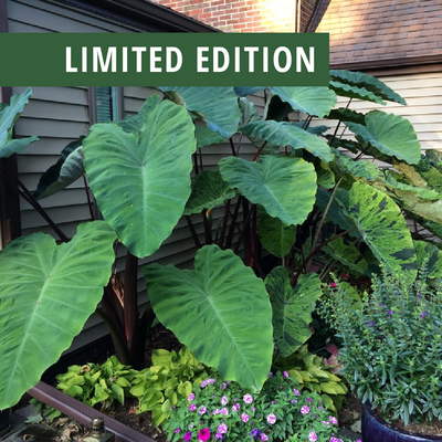 Limited Edition Heart of the Jungle® Elephant's Ear (Colocasia) 1- Gallon