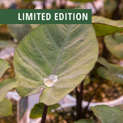 Limited Edition 'Coffee Cups' Elephant's Ear (Colocasia) 1 Gallon