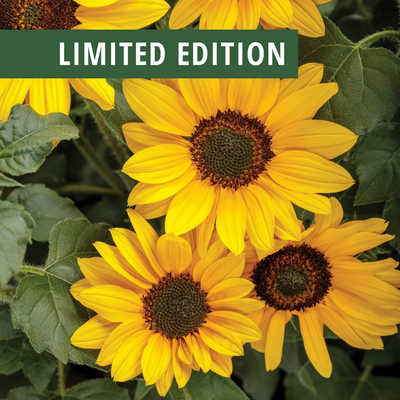 Limited Edition Suncredible® Yellow Sunflower (Helianthus) 1 Gallon