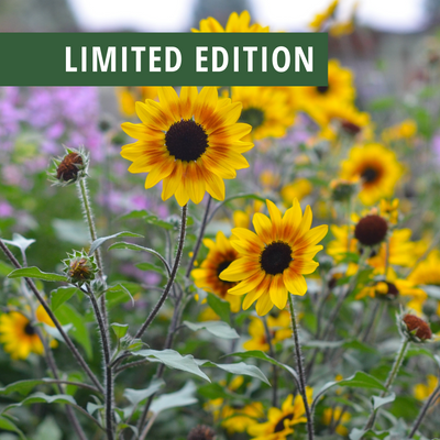 Limited Edition Suncredible® Saturn™ Sunflower (Helianthus) 1-Gallon