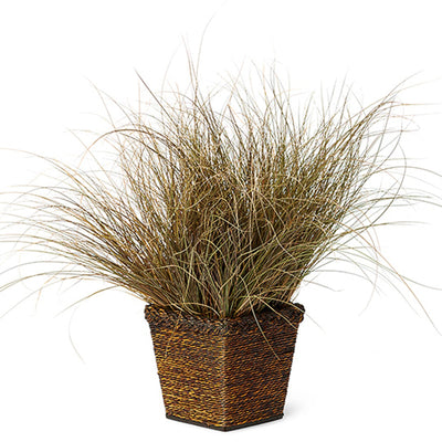 Graceful Grasses® Toffee Twist (Carex)