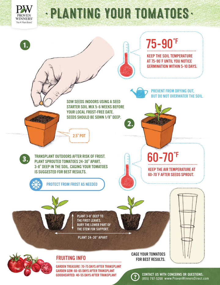 tomato seed planting guide Garden to Table Plants Seeds|Lycopersicon
