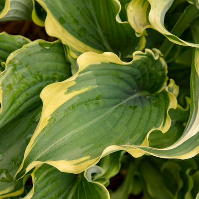 Shadowland® 'Voices in the Wind' (Hosta) - New Proven Winners® Variety 2023