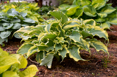Shadowland® 'Voices in the Wind' (Hosta)